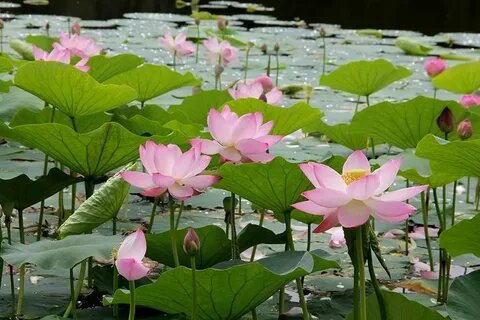 Фото из интернета