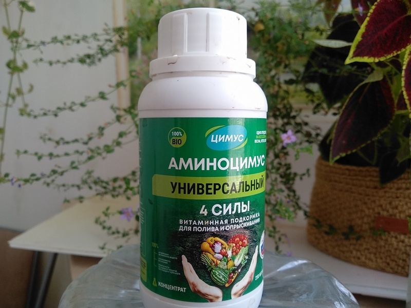 Гуминовое удобрение разводила и вносила во влажную почву