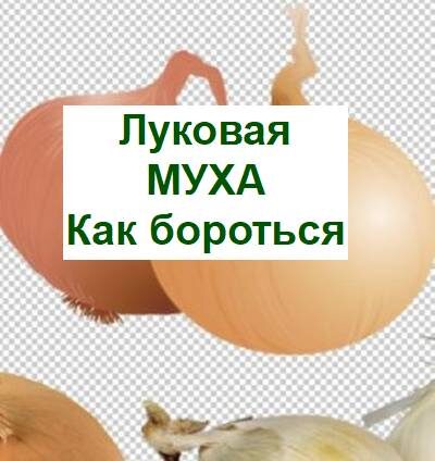 Методы борьбы с луковой мухой