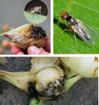 луковая муха