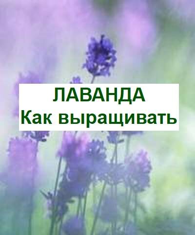 Выращивание лаванды