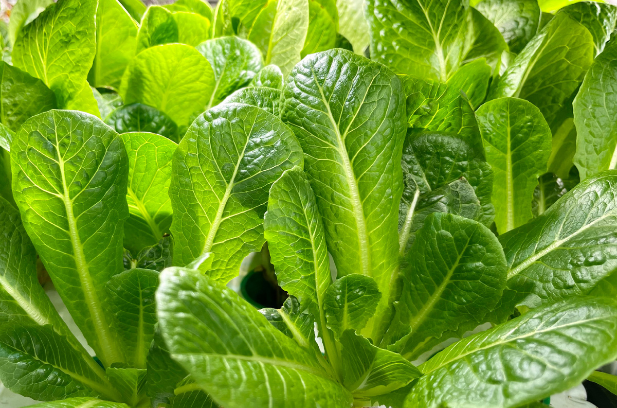 Фото компании "Зелёный элемент"