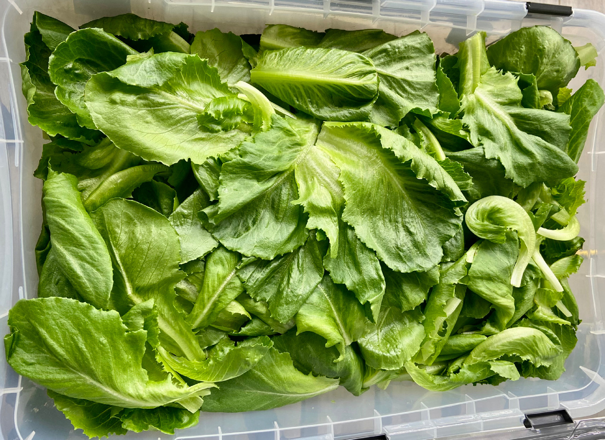 Фото компании "Зелёный элемент"