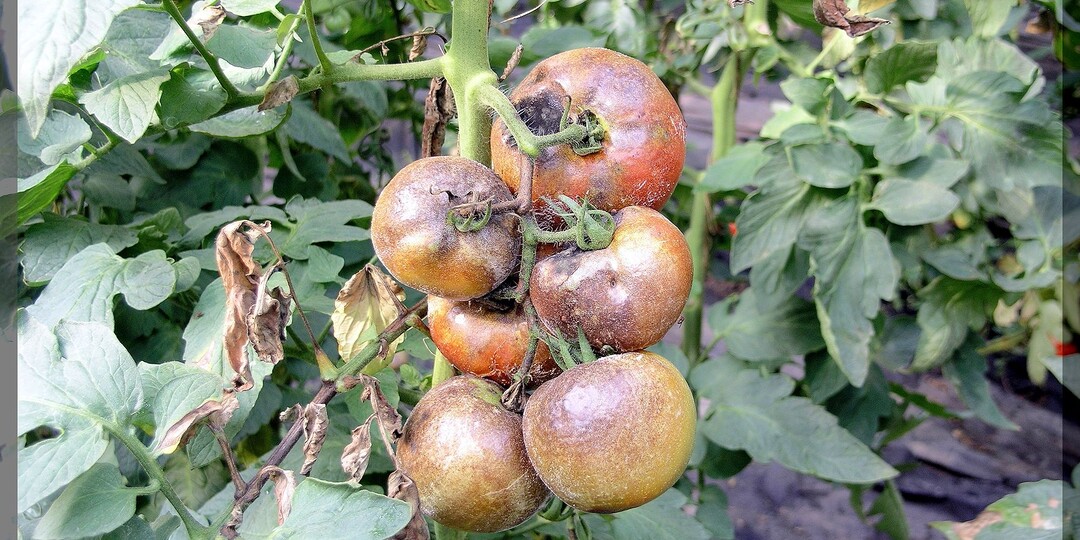 Как навсегда победить фитофтору на томатах и картофеле: как гарантированно избавиться от фитофторы, оздоровить почву и сохранить урожай