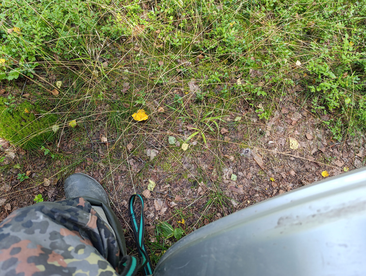 Можно собирать лисички прямо из машины