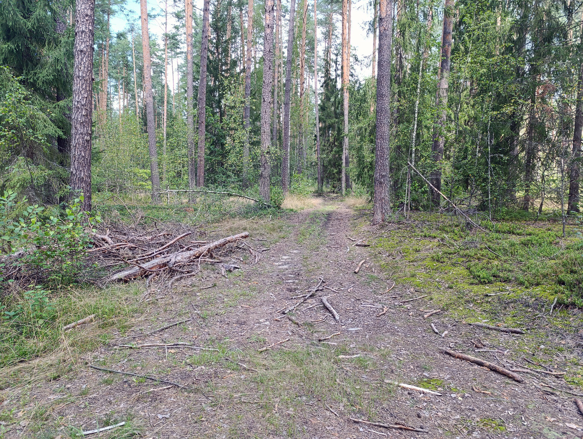 Тропинка отходит в право от основной дороги