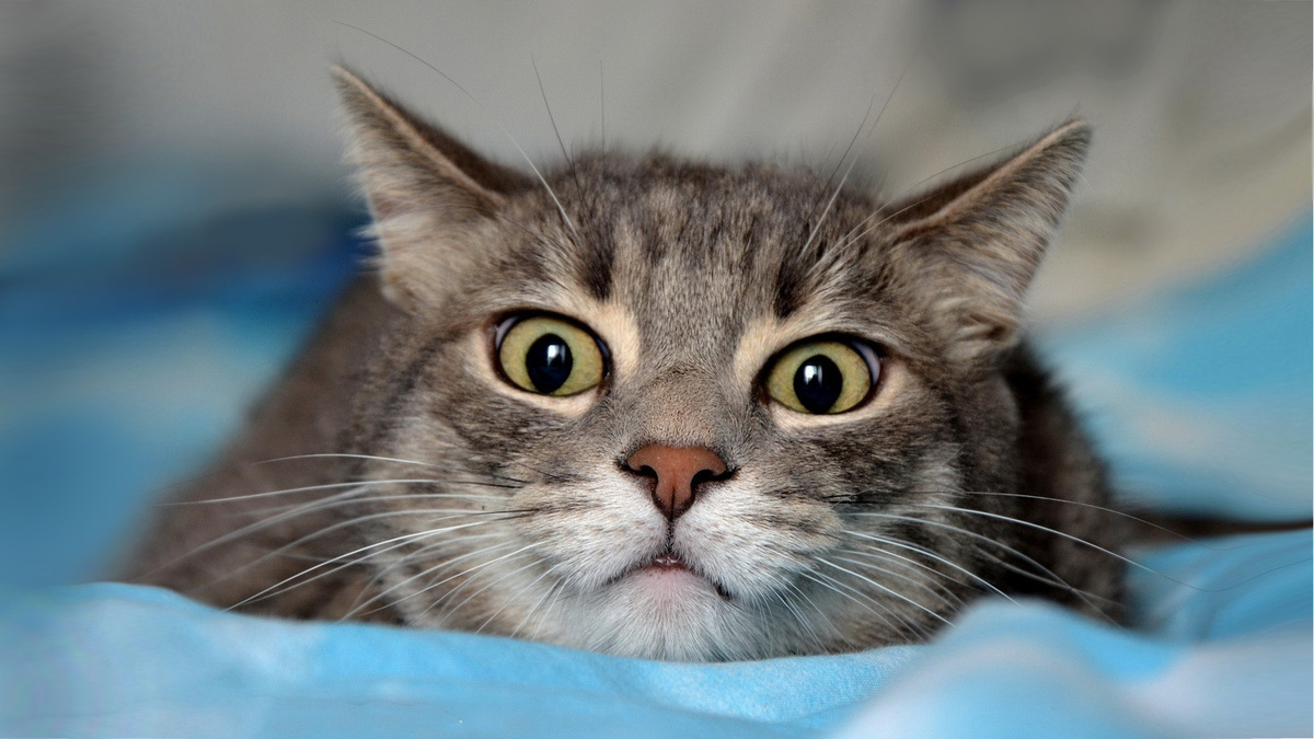 Фото взято с интернета