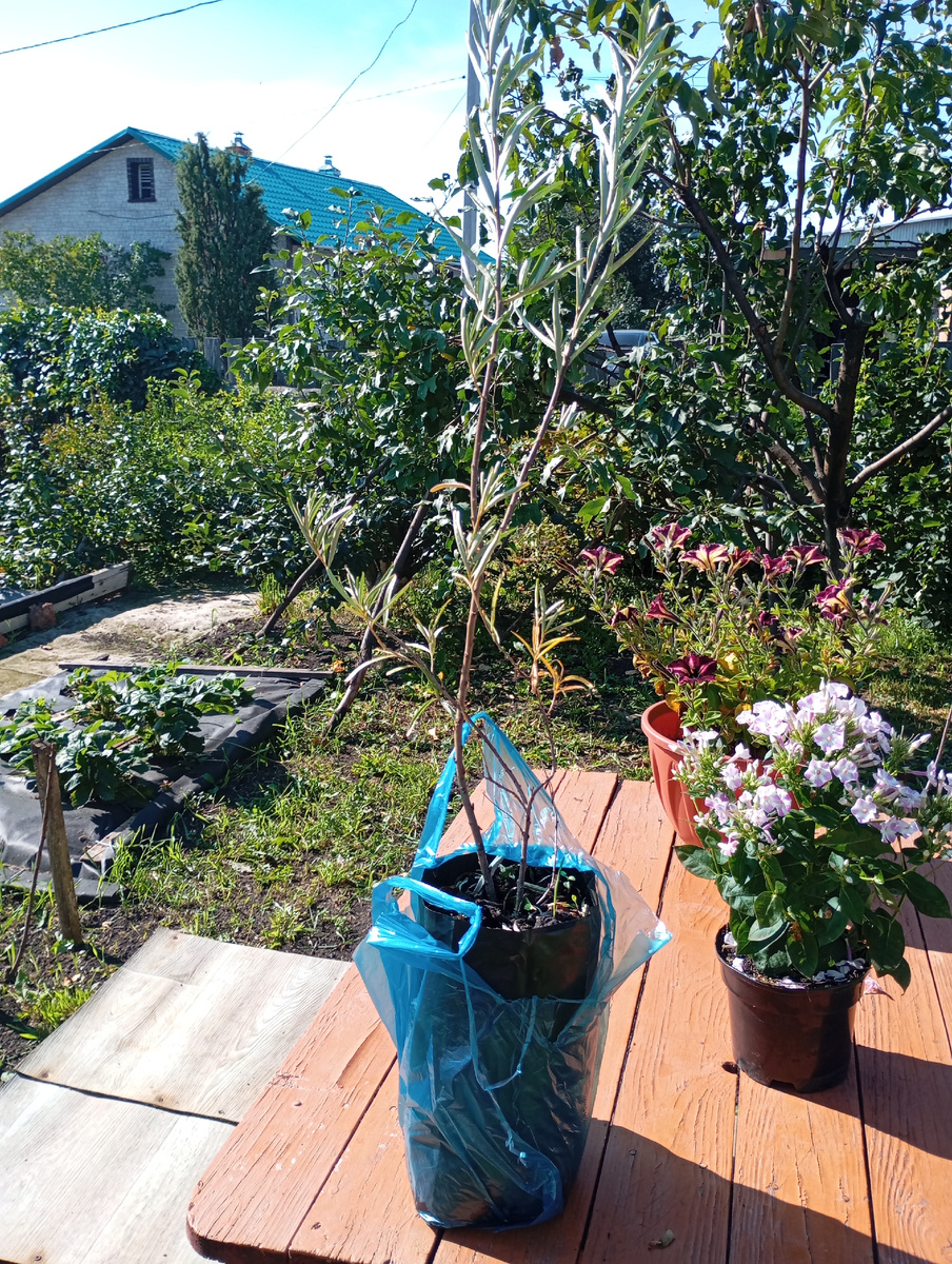 Саженец облепихи фото автора.