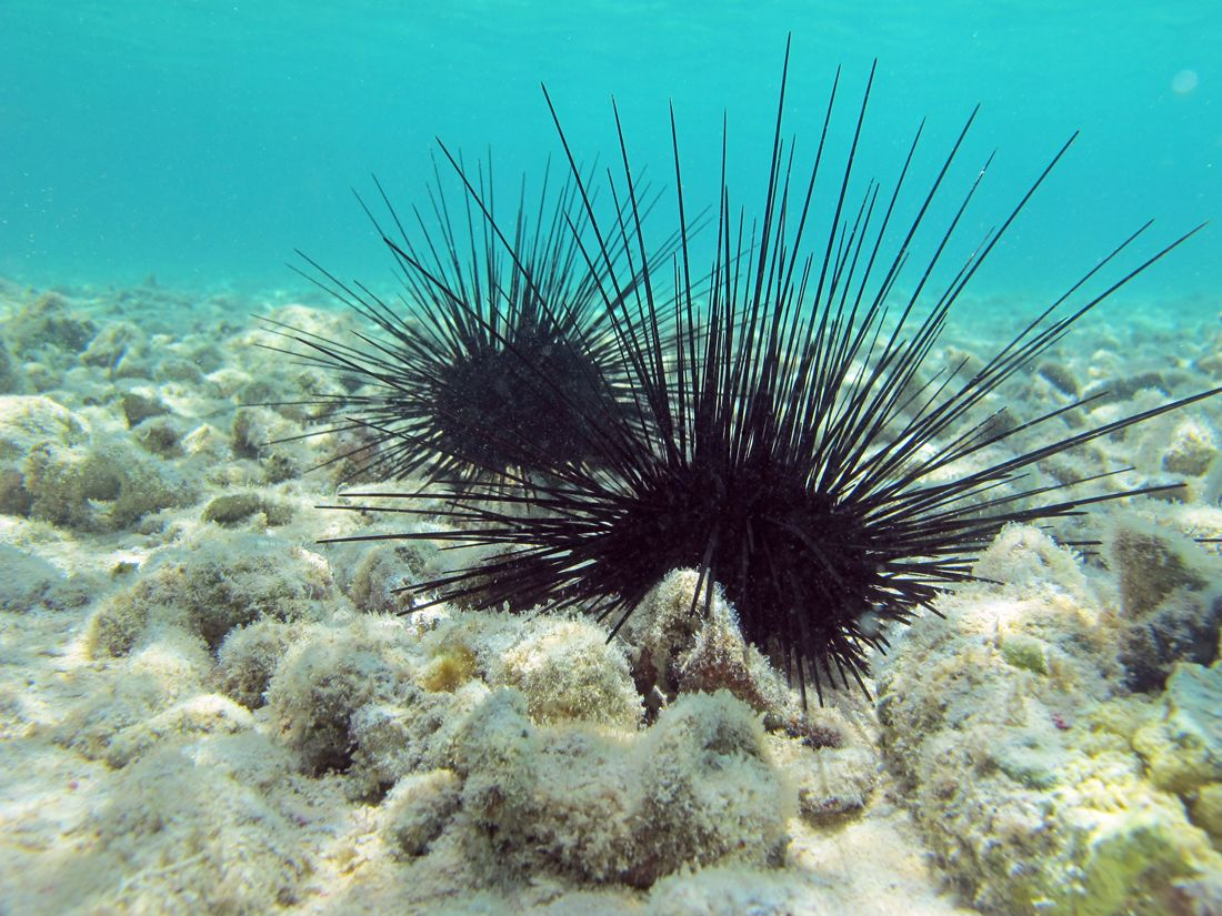 Изображение взято с просторов Интернета