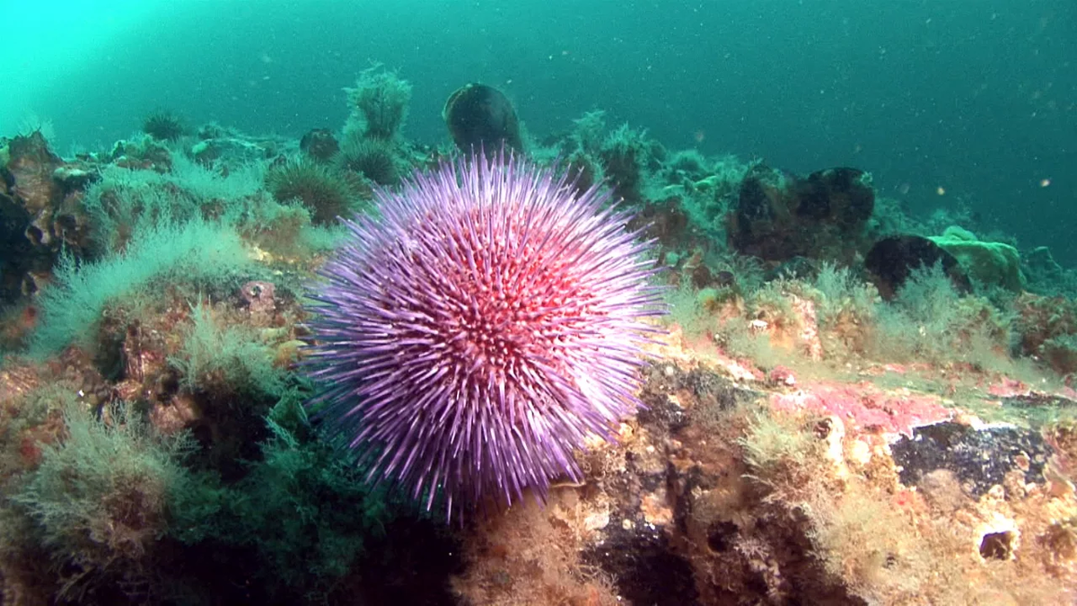 Изображение взято с просторов Интернета