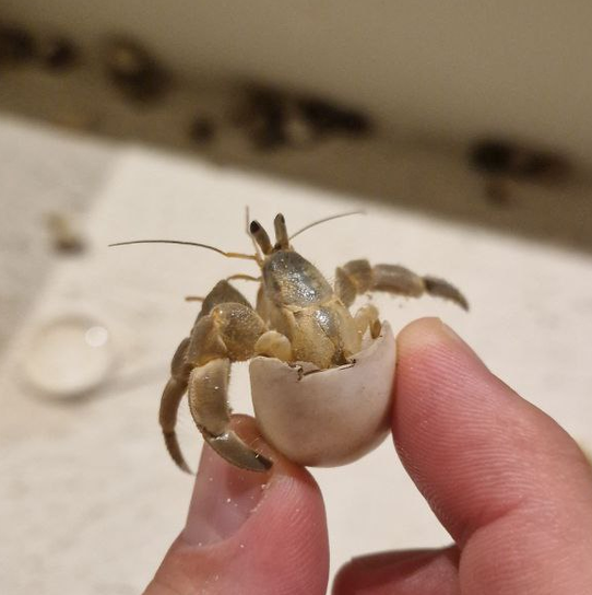 Мальдивские крабики