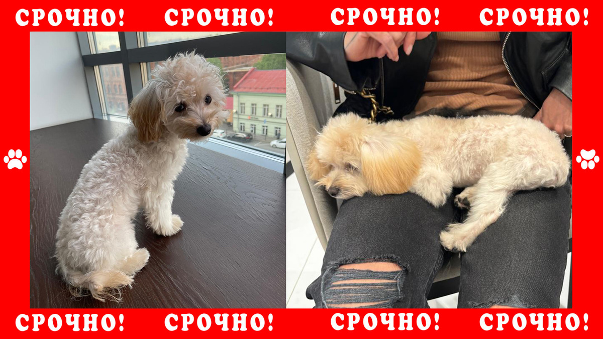 Собака породы Мальтипу Болонка пропала в Ленинградской области