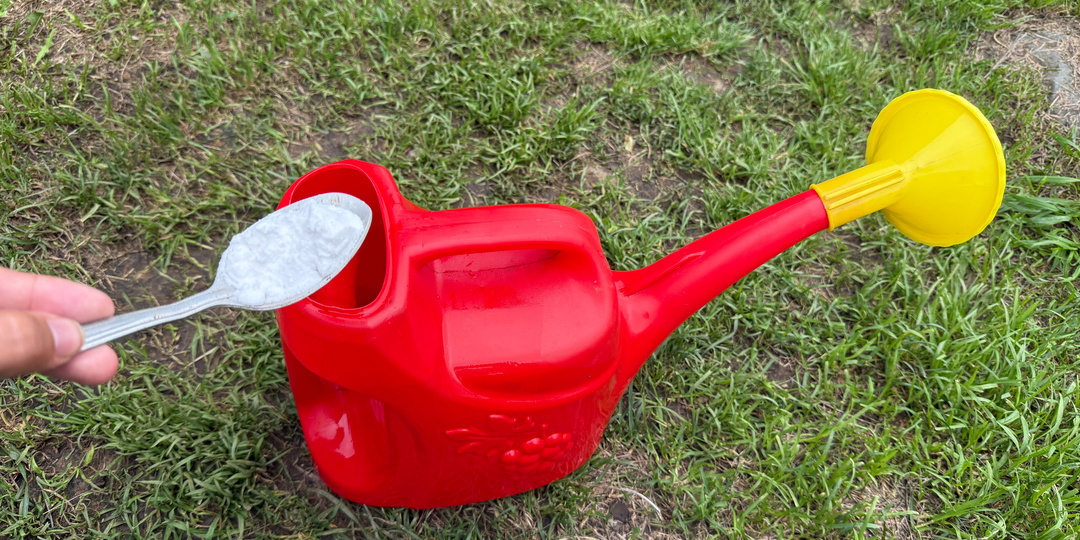 1 ложка на лейку и огурцы растут как сумасшедшие, плодоносят без остановки. Простая подкормка, самая нужная