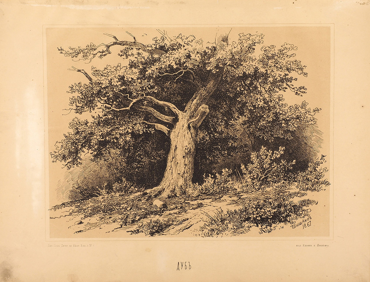 Дуб. Лист из первого альбома литографий Шишкина, 1868 г.