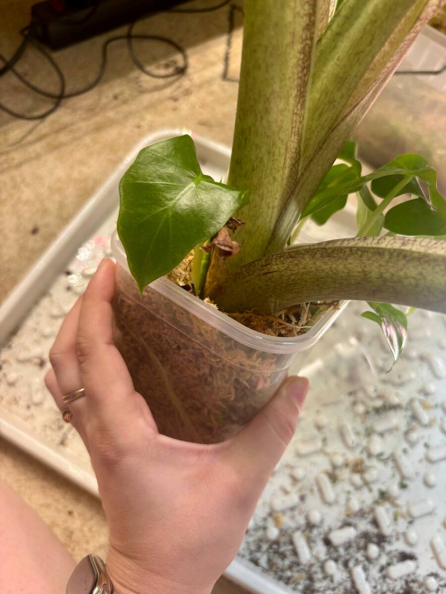 Некоторые были поменьше