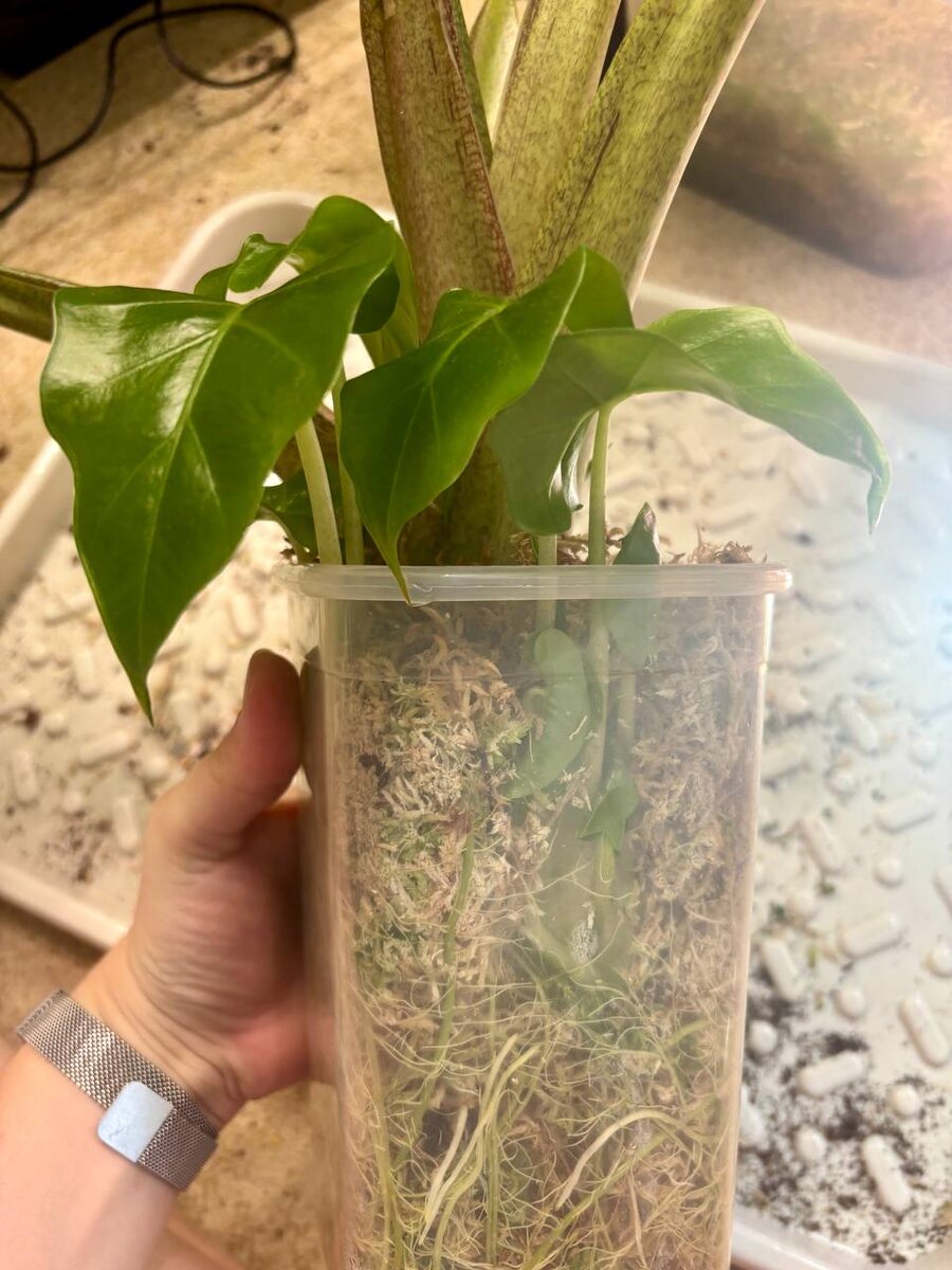 Некоторые растения уже были достаточно крупные.