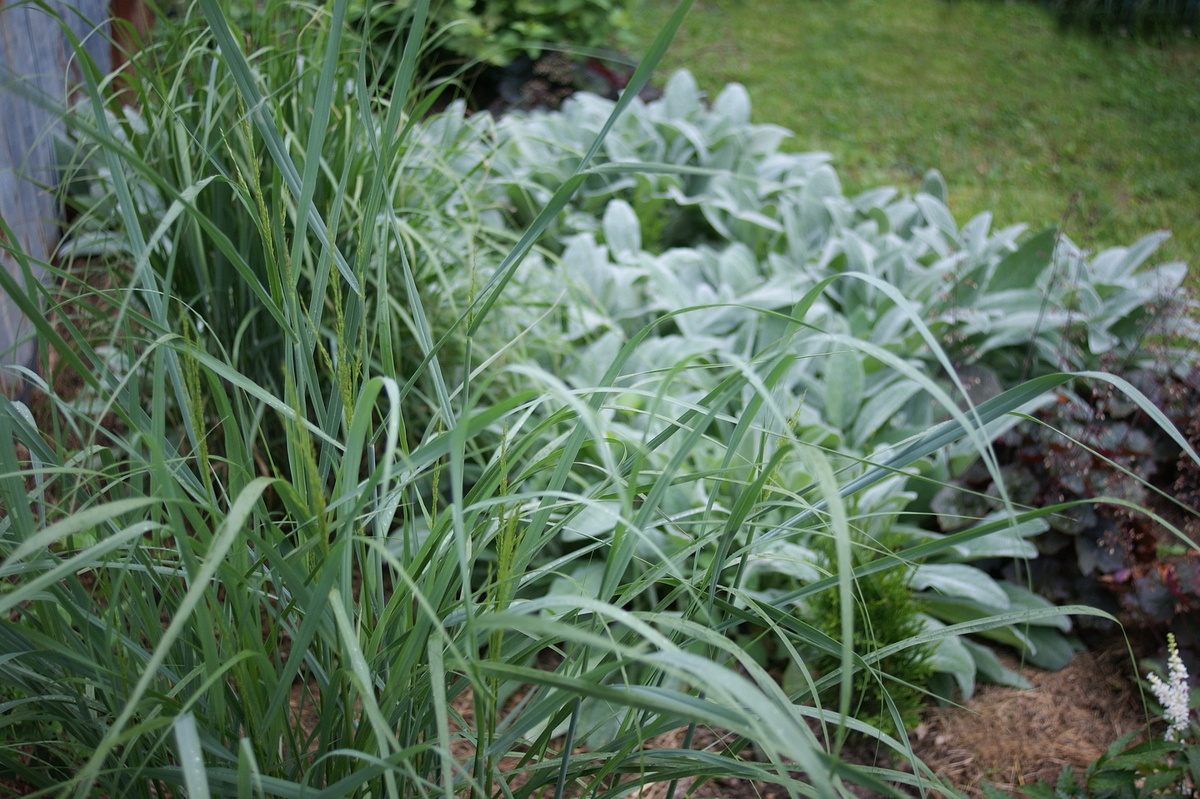 Цветник в июле. 