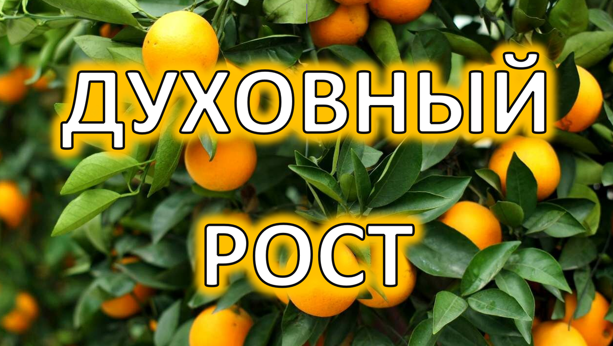 По плодам их узнаете     их… Так всякое дерево     доброе приносит и плоды добрые, а худое дерево приносит и плоды худые. (Матф.7:16-21)