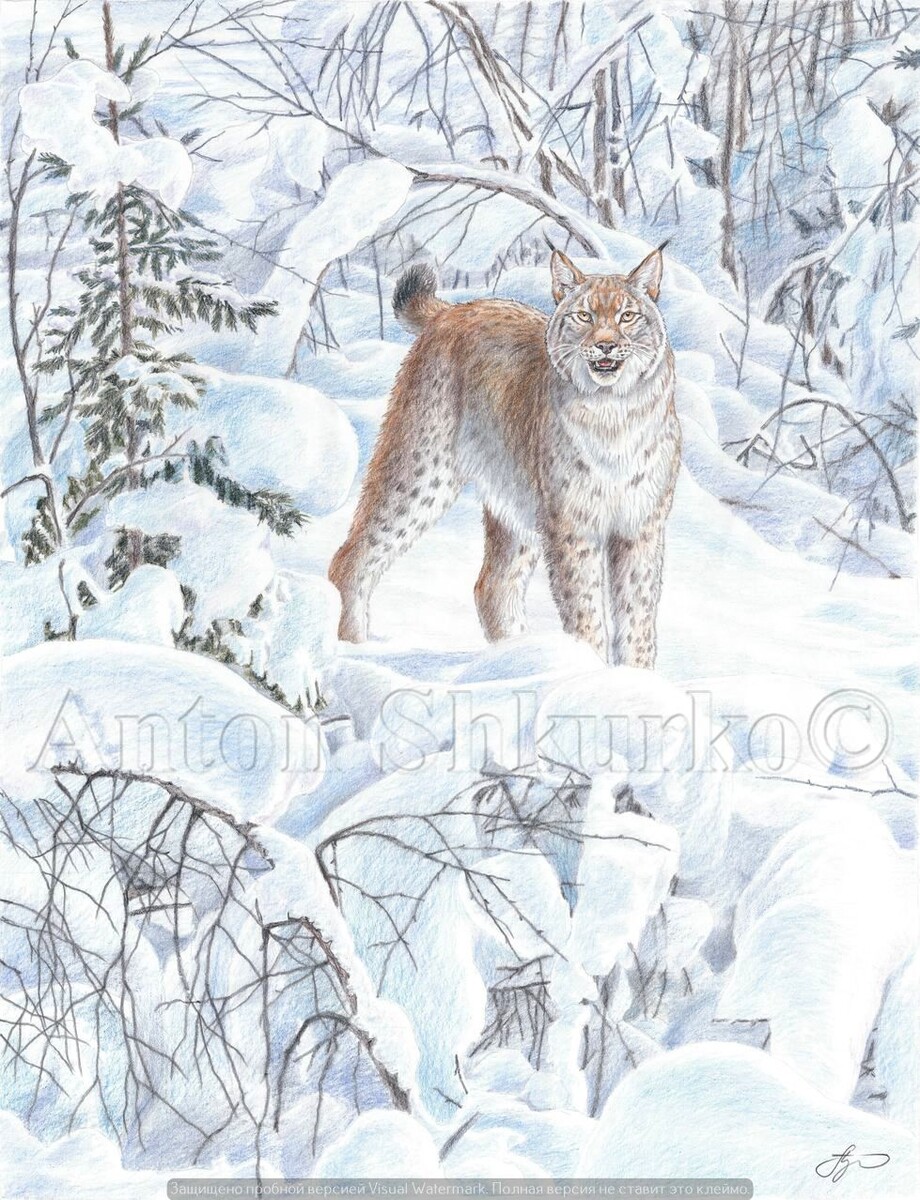 «Рысь зимой» графика. Цветной карандаш, бумага. Размер оригинала 480х650