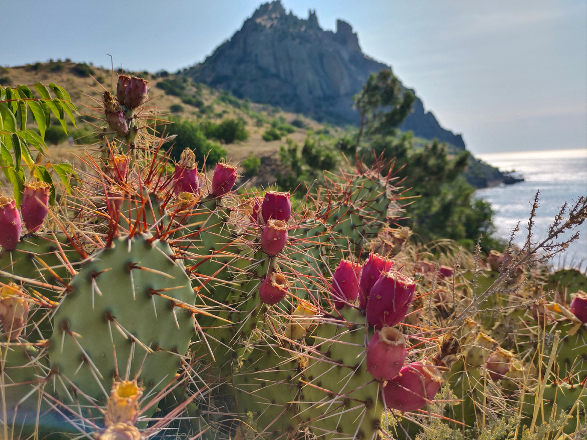 Съедобные кактусы в Крыму 