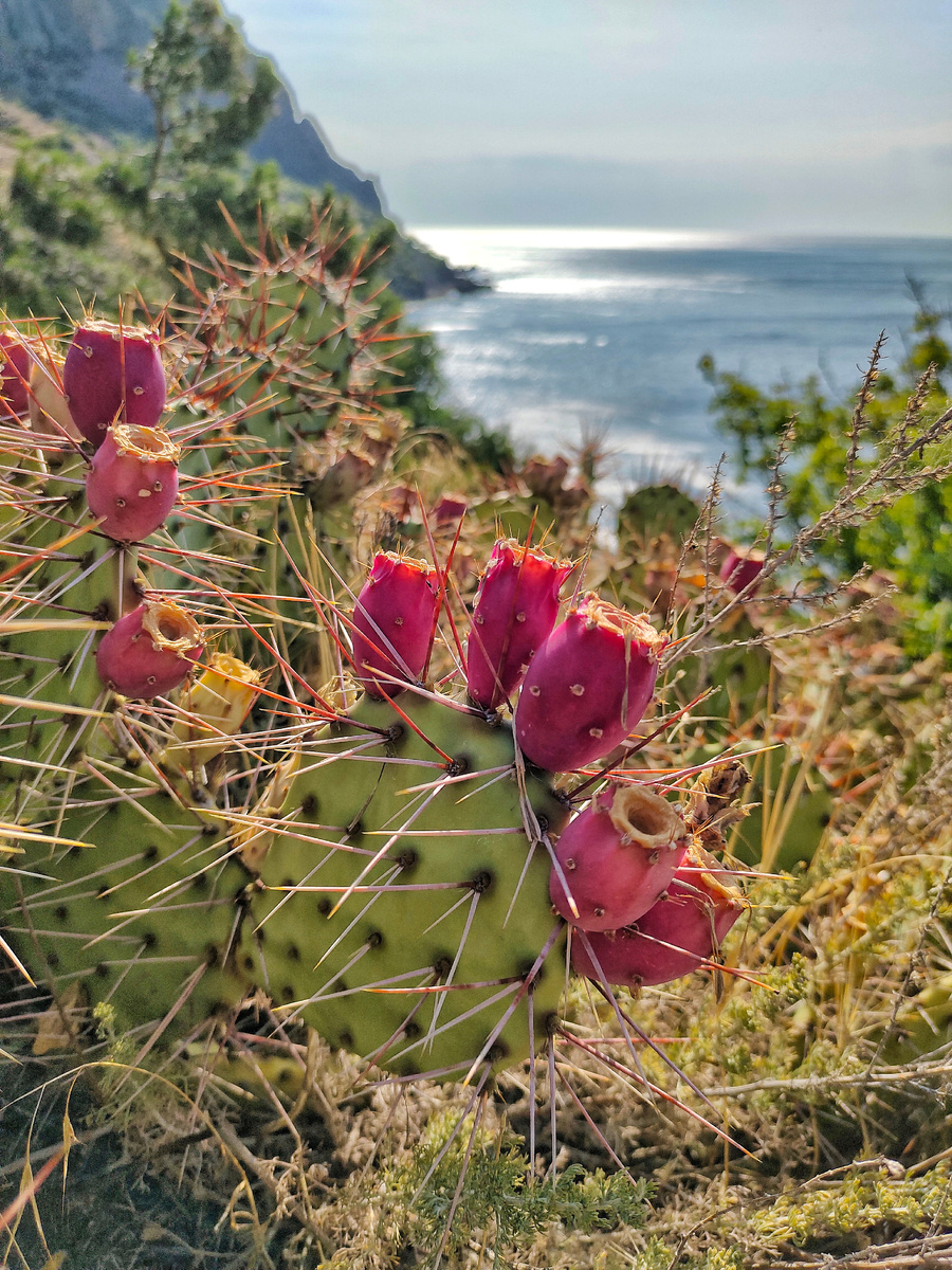 Съедобный кактус опунция в Крыму
