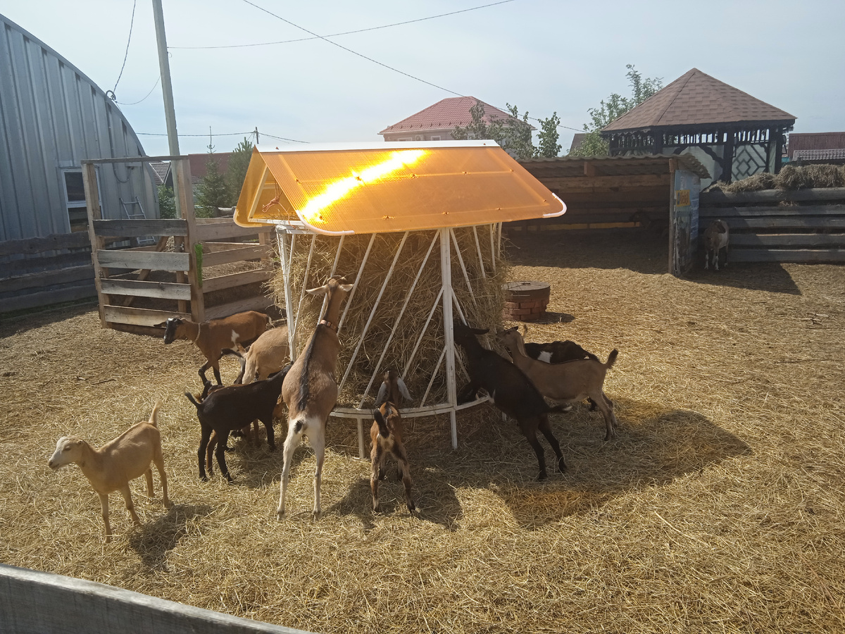 Козочки с сыроварни "Милаша". Поселок Грановщина рядом с поселком Хомутово. 
