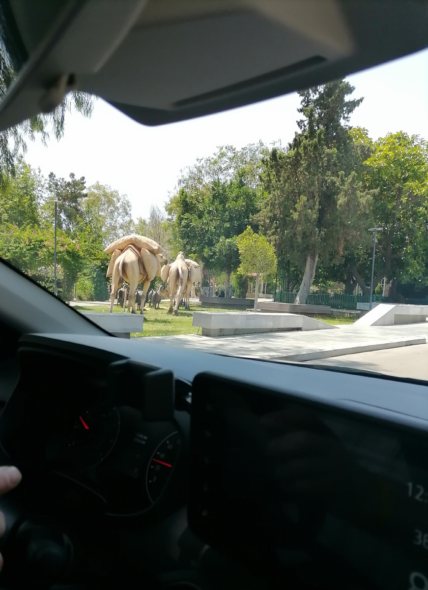 Фото автора. Инсталляция с верблюдами в Кемере