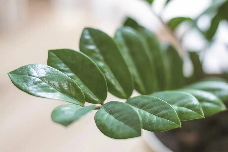 Листья замиокулькаса.