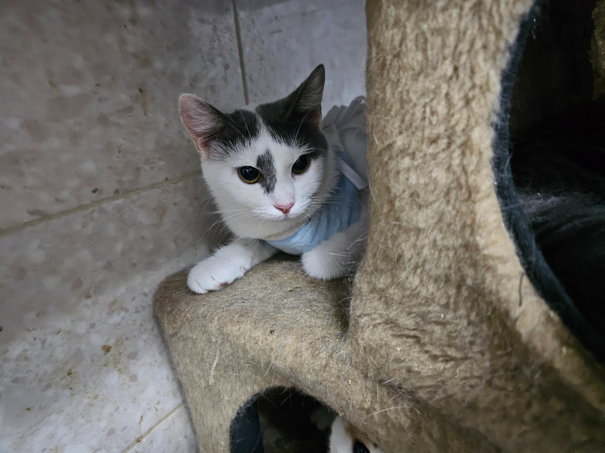 Фото автора. Лиля заболевшая фип.