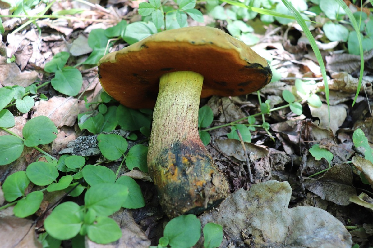 Дубовик миндальный (Suillellus amygdalinus)