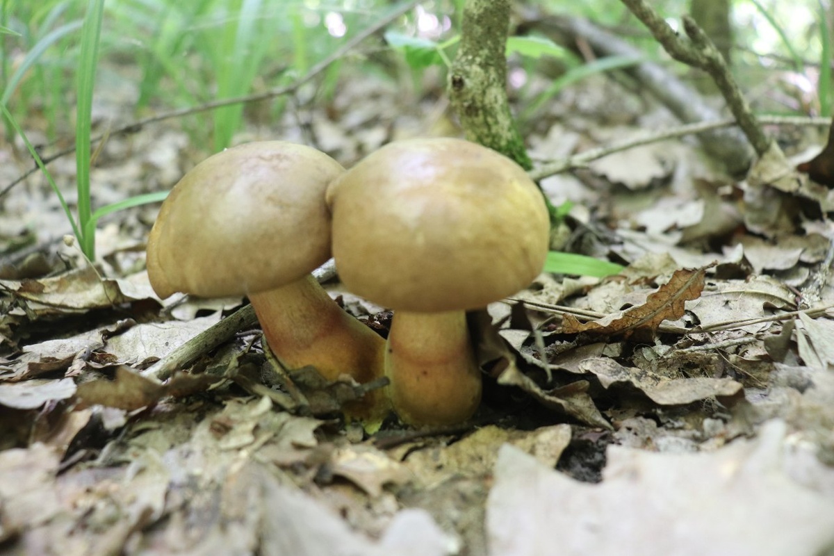 Дубовик миндальный (Suillellus amygdalinus)