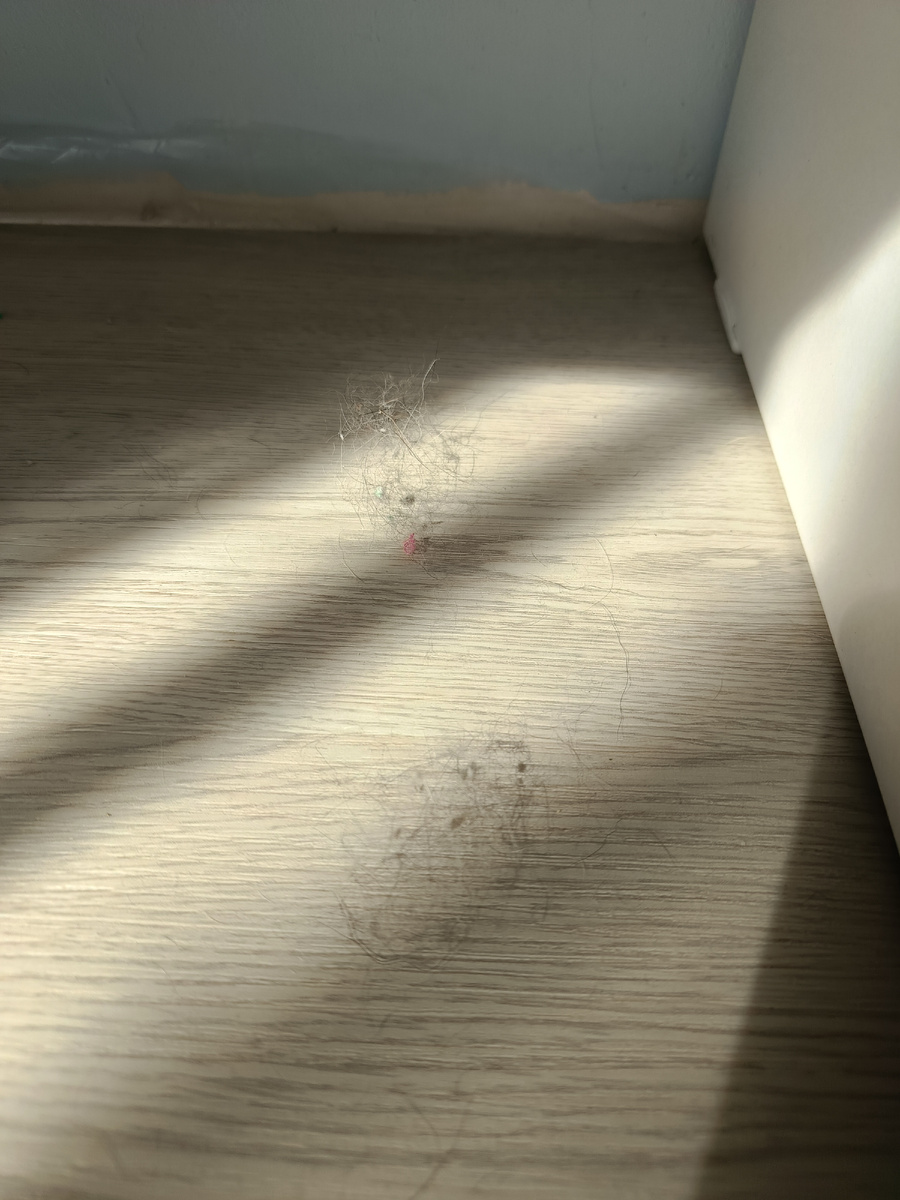 Собираю шерстяные облачки повсюду)) Пылесос и влажная уборка ежедневно