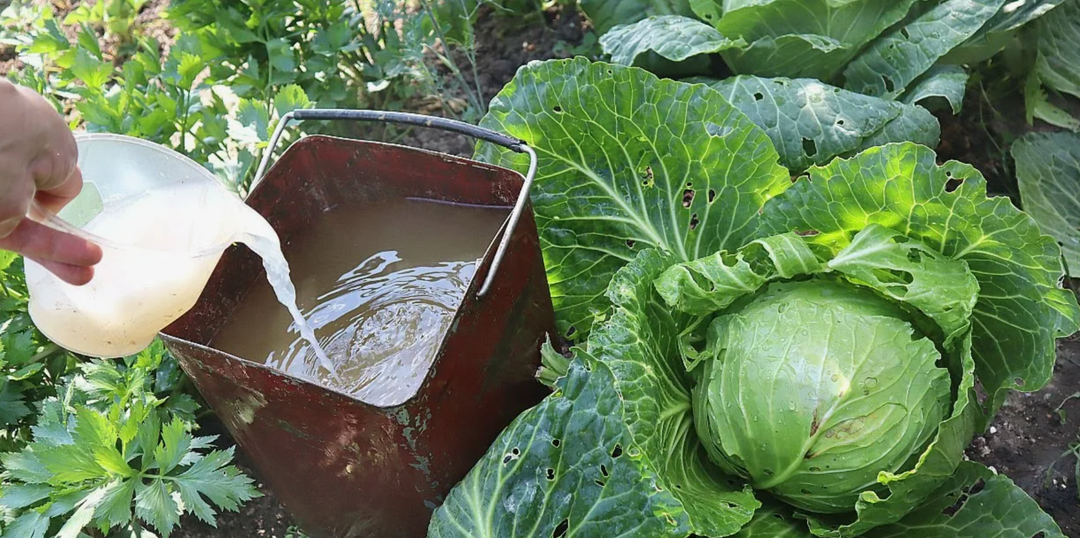 Капуста в августе: как превратить ваши кочаны в золотые сокровища, которые хранятся до весны