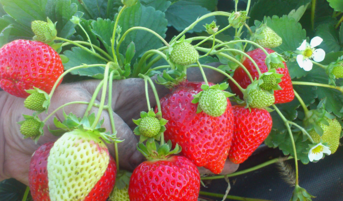 ремонтантная клубника