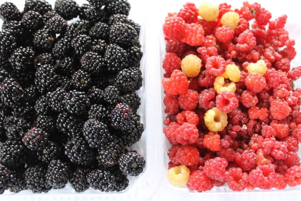 Ежевика крупнее малины