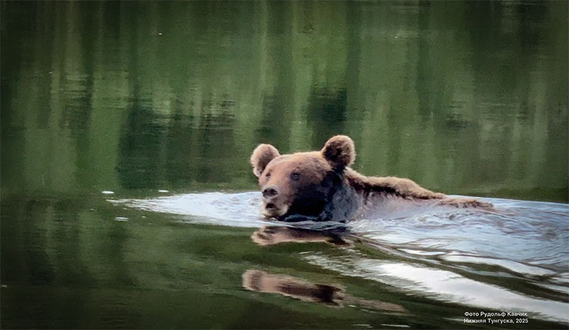 Скриншот. Автор: Рудольф Кавчик