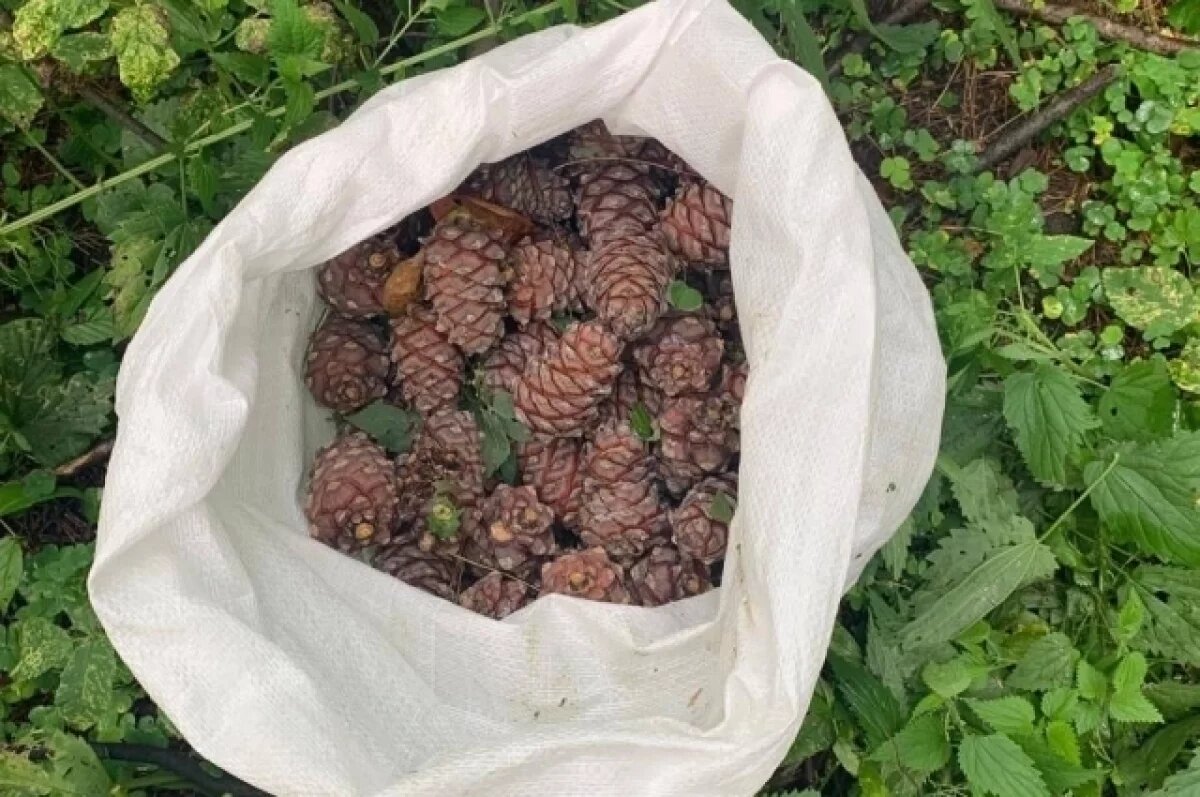   В Томской области нашли 8 случаев незаконного сбора шишек