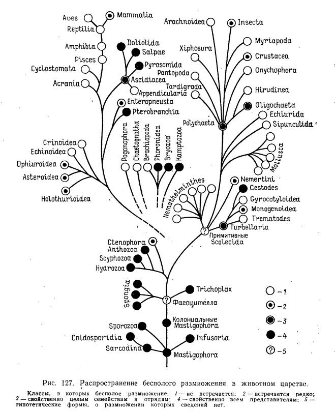 По Ивановой-Казас