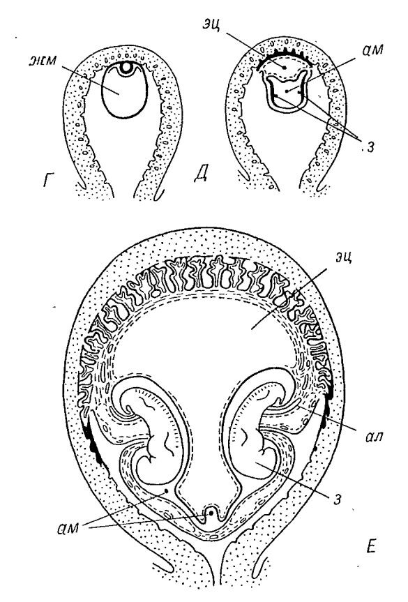 Развитие броненосца Dasypus novemcinctus. ал - аллантоиз, ам - амниотическая полость, жм - желточный мешок, з - зародыш, эц - экзоцелом.