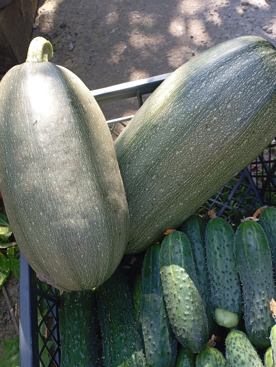 КАБАЧКИ "СПАГЕТТИ  РАВИОЛО".