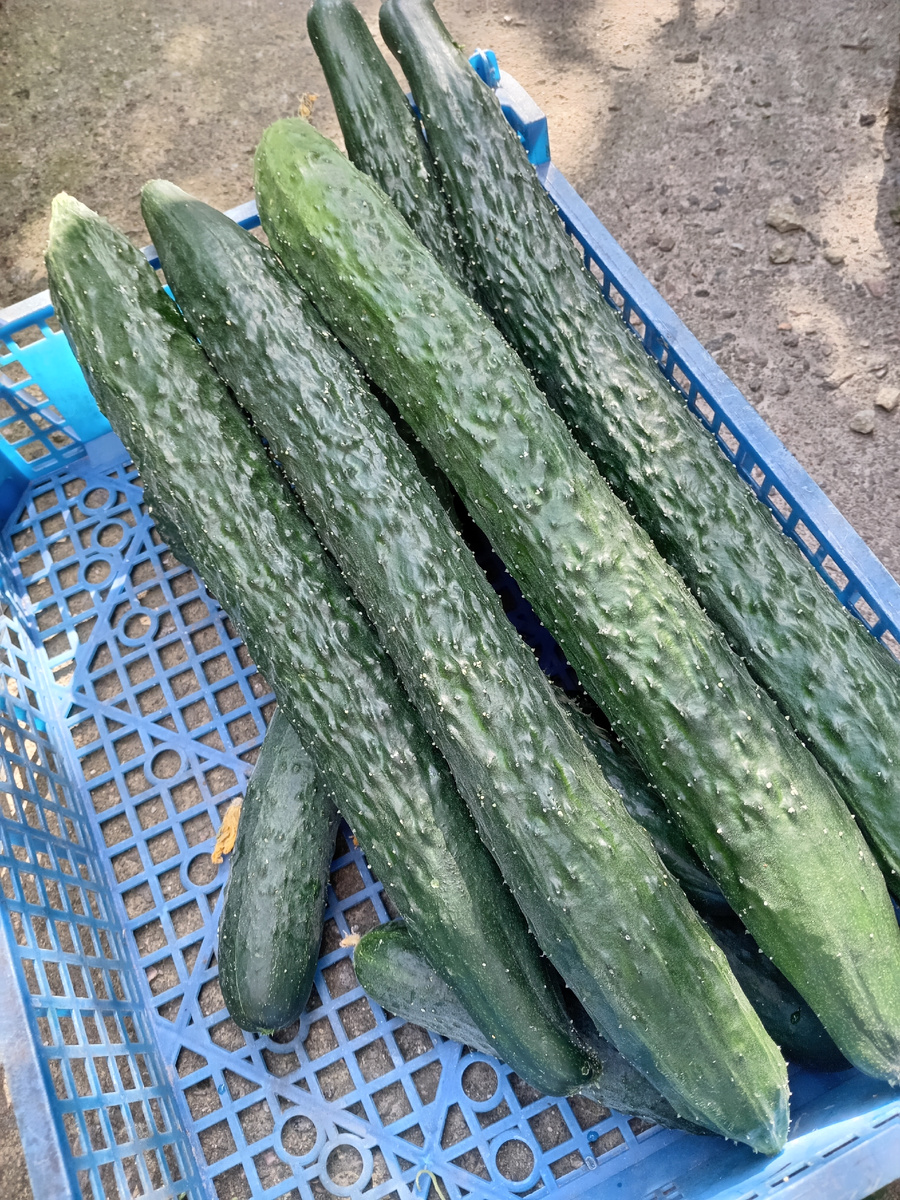 ДЛИННОПЛОДНЫЕ ОГУРЦЫ.