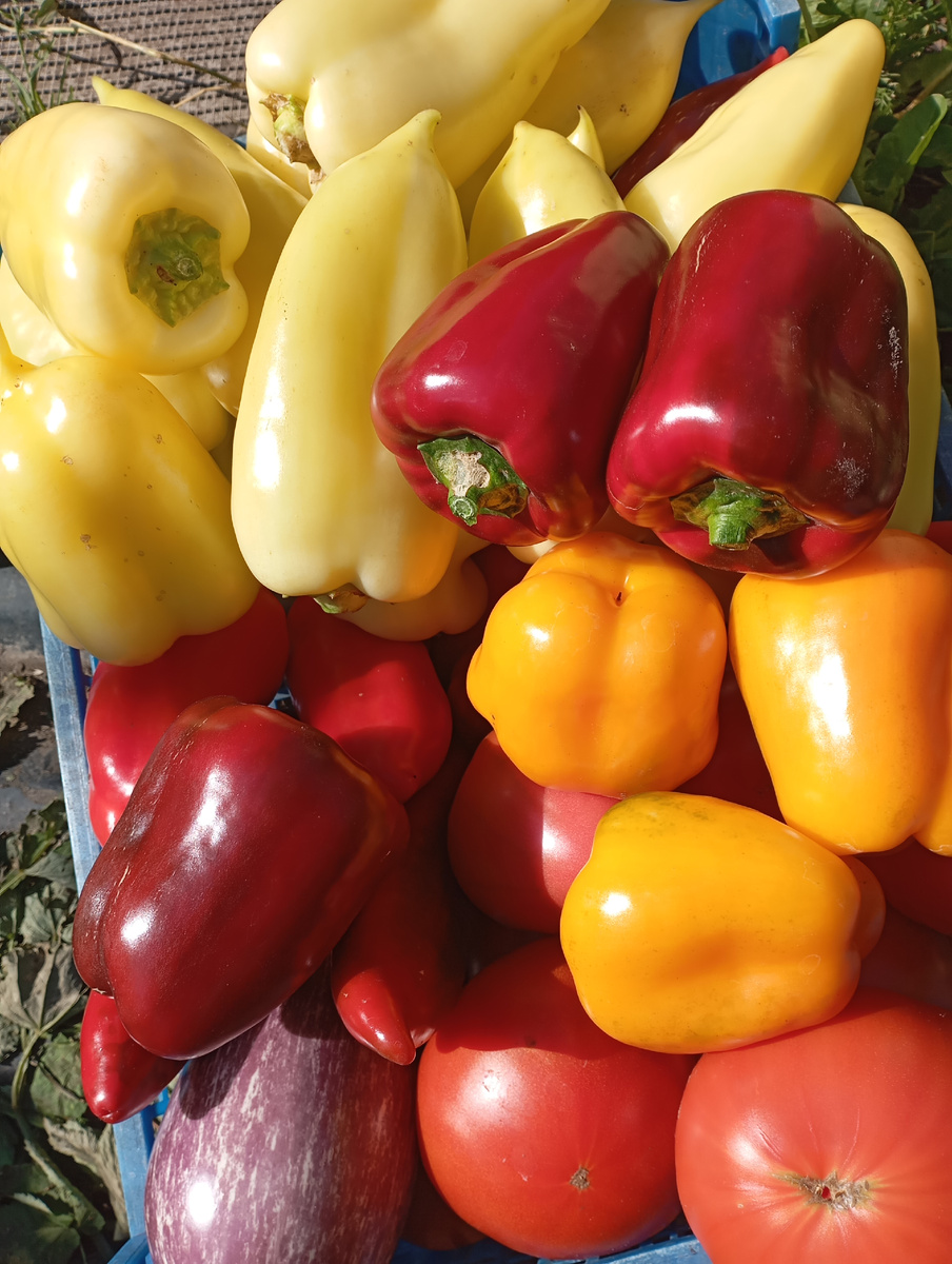 СНЯЛА ПЕРЦЫ. СОРТА РАЗНЫЕ.