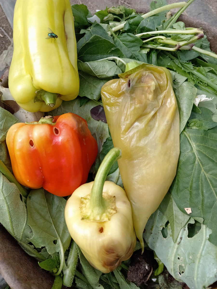 ПЛОДЫ ПЕРЦЕВ СИЛЬНО ПОРТЯТ СЛИЗНИ. 