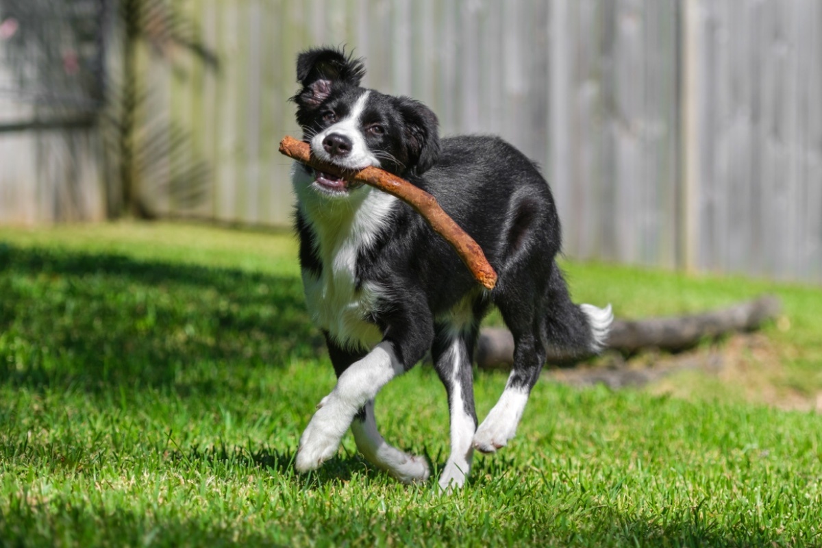 <ордер-колли — умная и подвижная собака, которая очень быстро учится с радостью выполняет задания< p>     Pic Media Aus / Shuttersock / FOTODOM