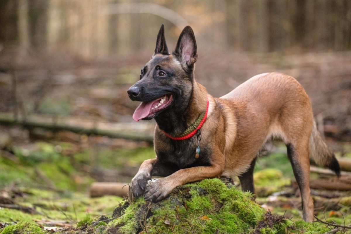 Daverse / Shuttersock / FOTODOM📷Собака этой породы очень подвижная, на прогулке она не будет стоять на месте