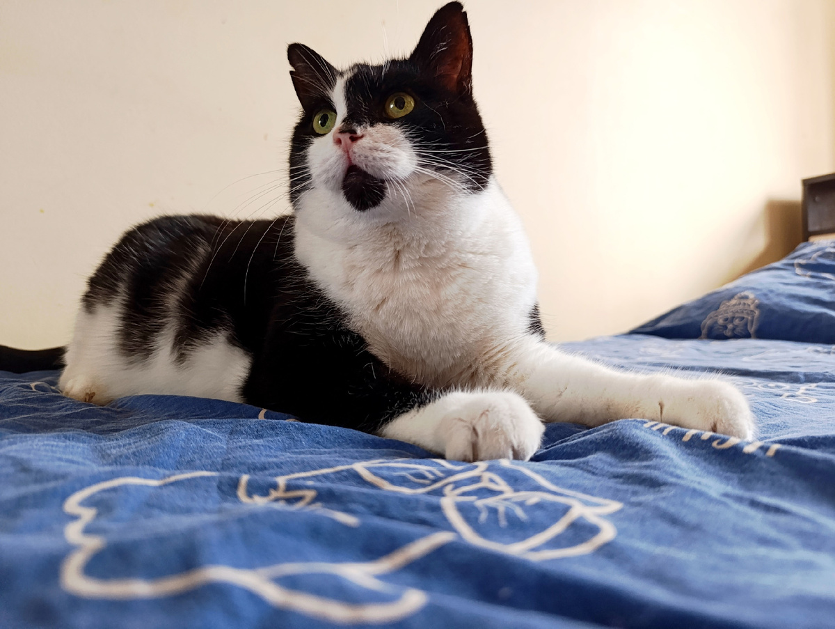 Геральт для украшения статьи