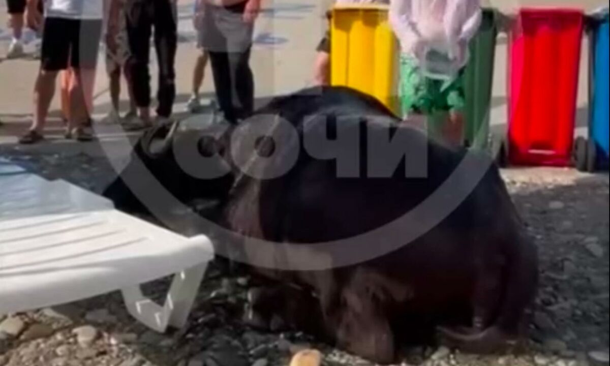    Скриншот видео t.me/chp_sochi