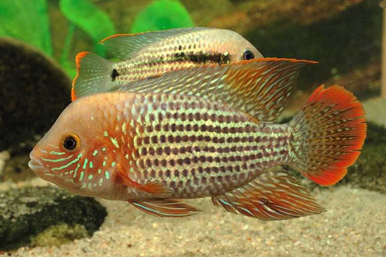    A. Hartl/Global Look Press