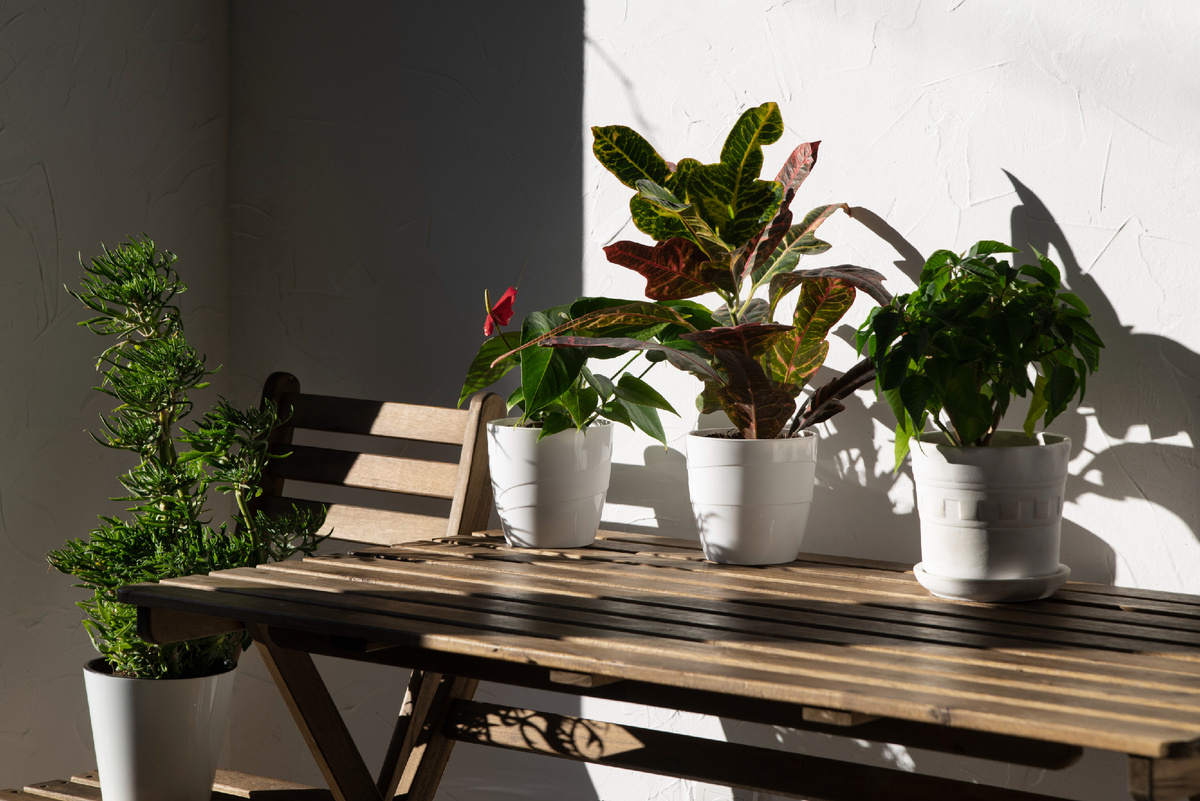 Зимний сад позволяет выращивать цветы, зелень и отдыхать в окружении растений