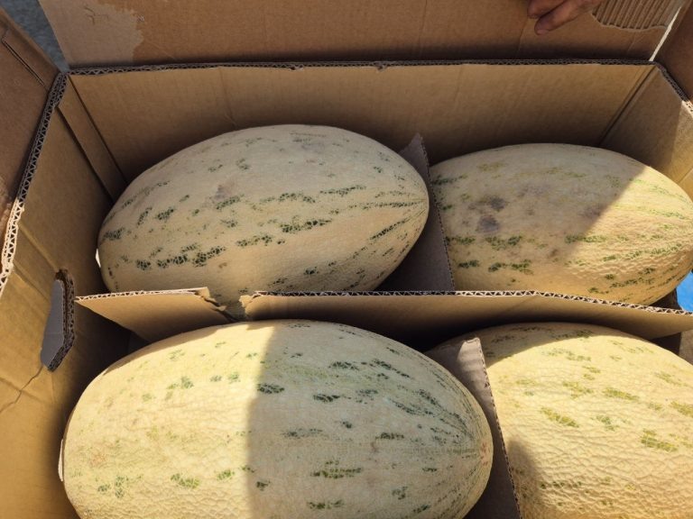    В Оренбуржье пресекли ввоз 19 тонн заражённых дынь из Узбекистана Оренбуржье